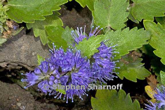 caryopteris incana 4 graphic